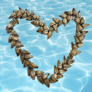 Ula Fala | Islands Fabric